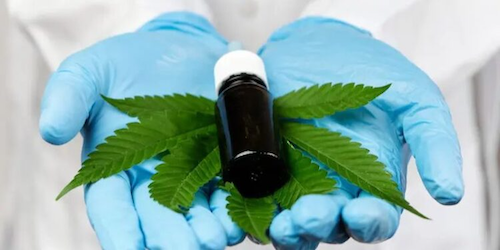 Os benefícios da inclusão da Cannabis na luta contra a osteoartrite
