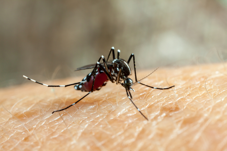 Dores persistentes no pós-dengue podem ser sinais de fadiga crônica